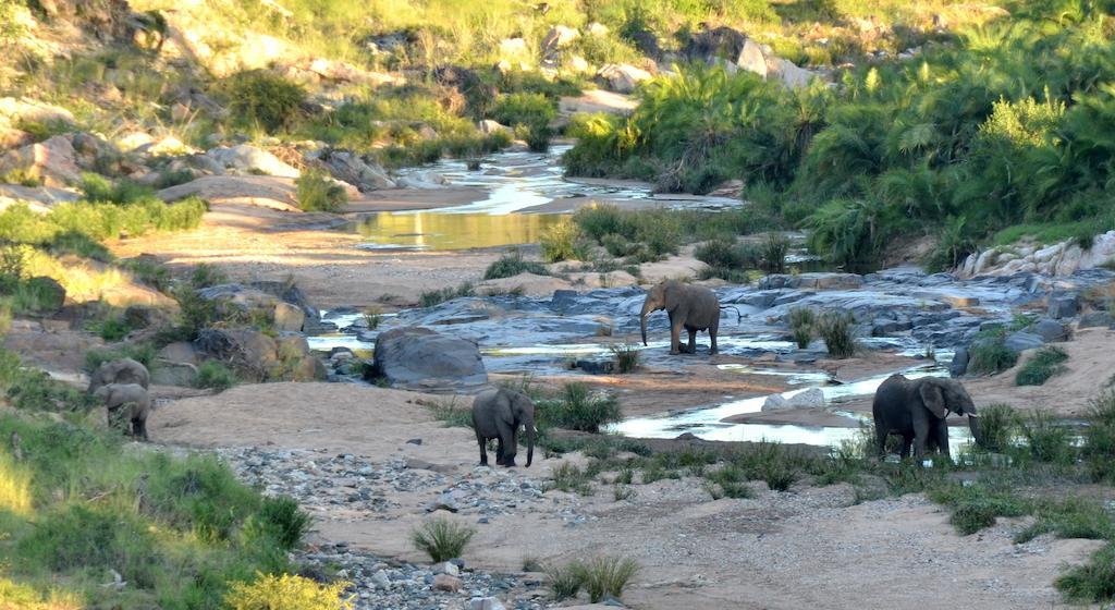 Greenfire Game Lodge Balule Game Reserve Bagian luar foto
